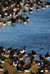David Plant Photography - Wildlife Photographer - Oystercatcher - O